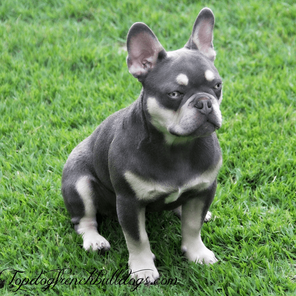 Isabella French Bulldog For Sale
