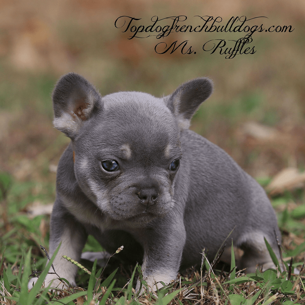 Lilac French Bulldog Price New York frenchies for sale