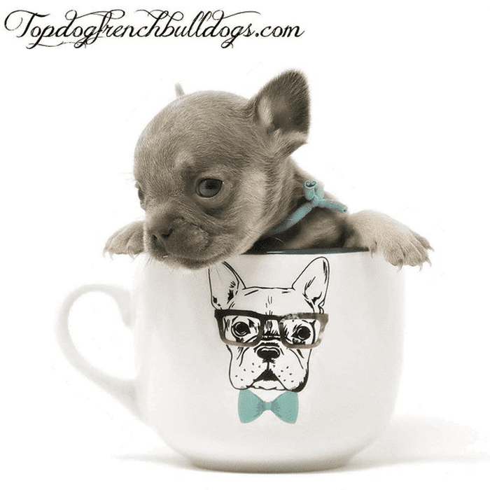 Teacup French Bulldog for sale alabama