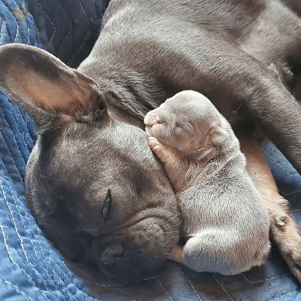 Read more about the article French Bulldogs: The Perfect Pet for Any Home