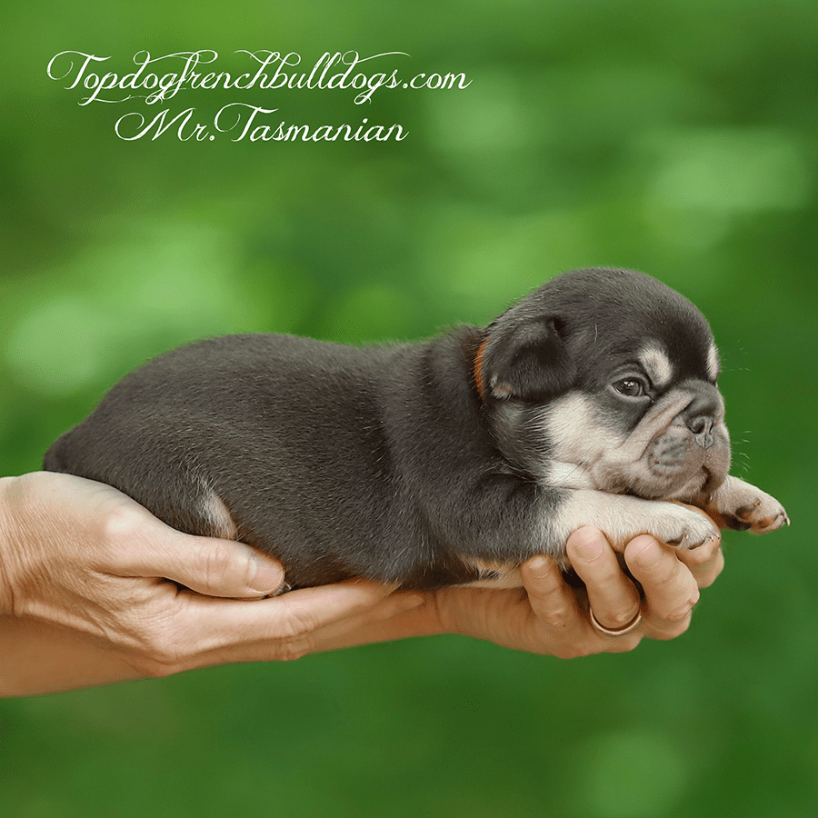 mr tasmanian is a chocolate and tan french bulldog puppies or a chocolate tri frenchies puppies for sale near me missouri