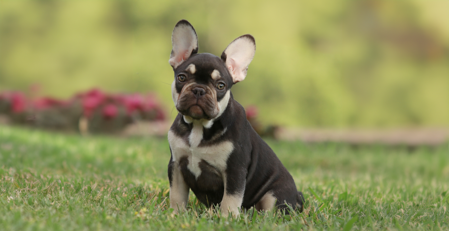 chocolate and tan french bulldog puppies for sale, chocolate tri frenchies tennessee
