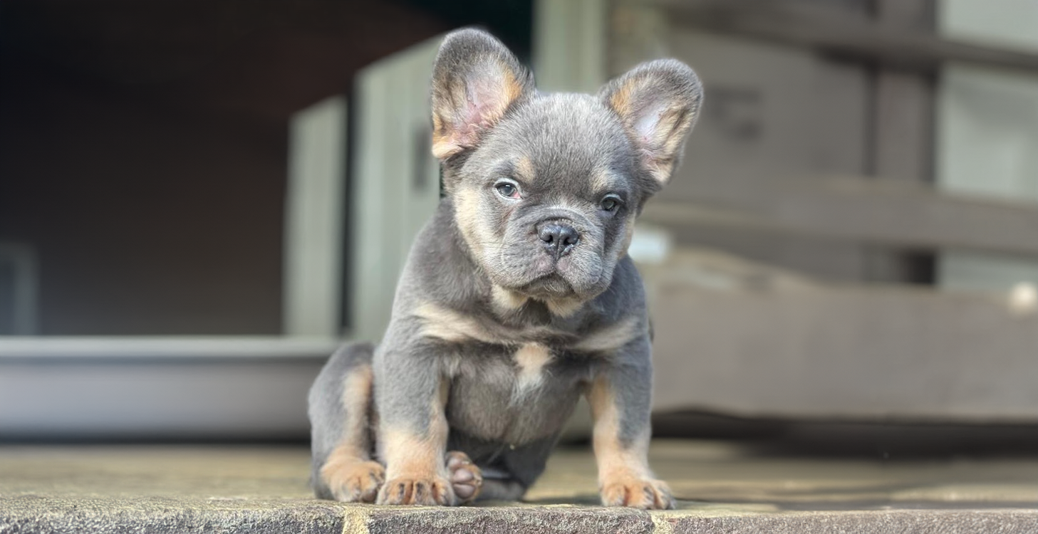 lilac and tan fluffy french bulldog frenchies for sale