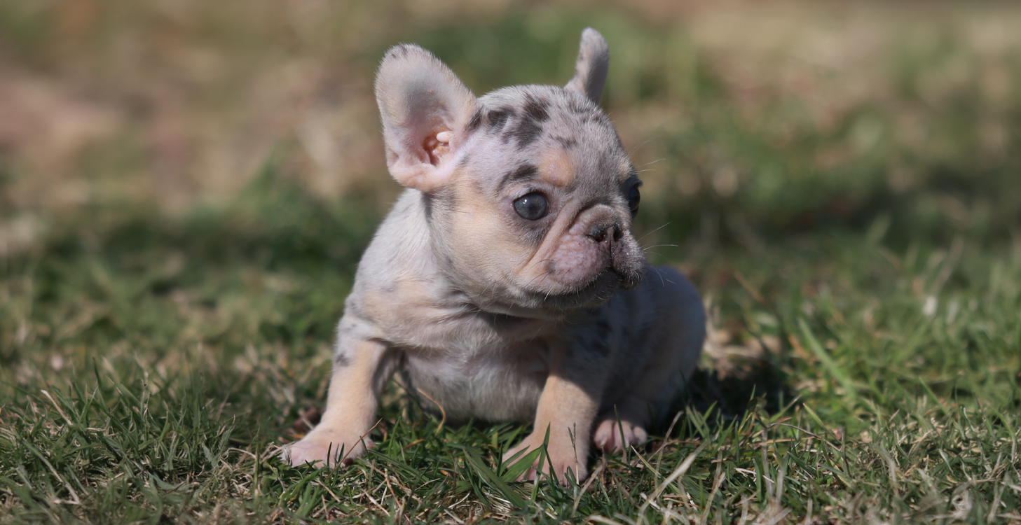 lilac and tan lilac tri merle french bulldogs for sale AKC tennessee