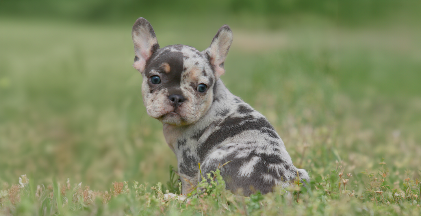 lilac tri merle french bulldogs puppies for sale huron tennessee