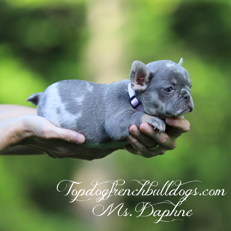 ms daphne is the cutest little lilac and tan merle frenchies for sale near me kentucky