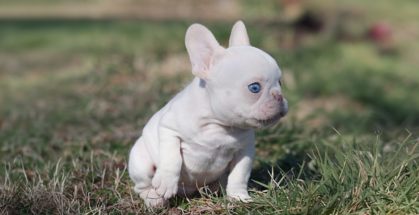 platinum white french bulldog puppies for sale memphis tennessee