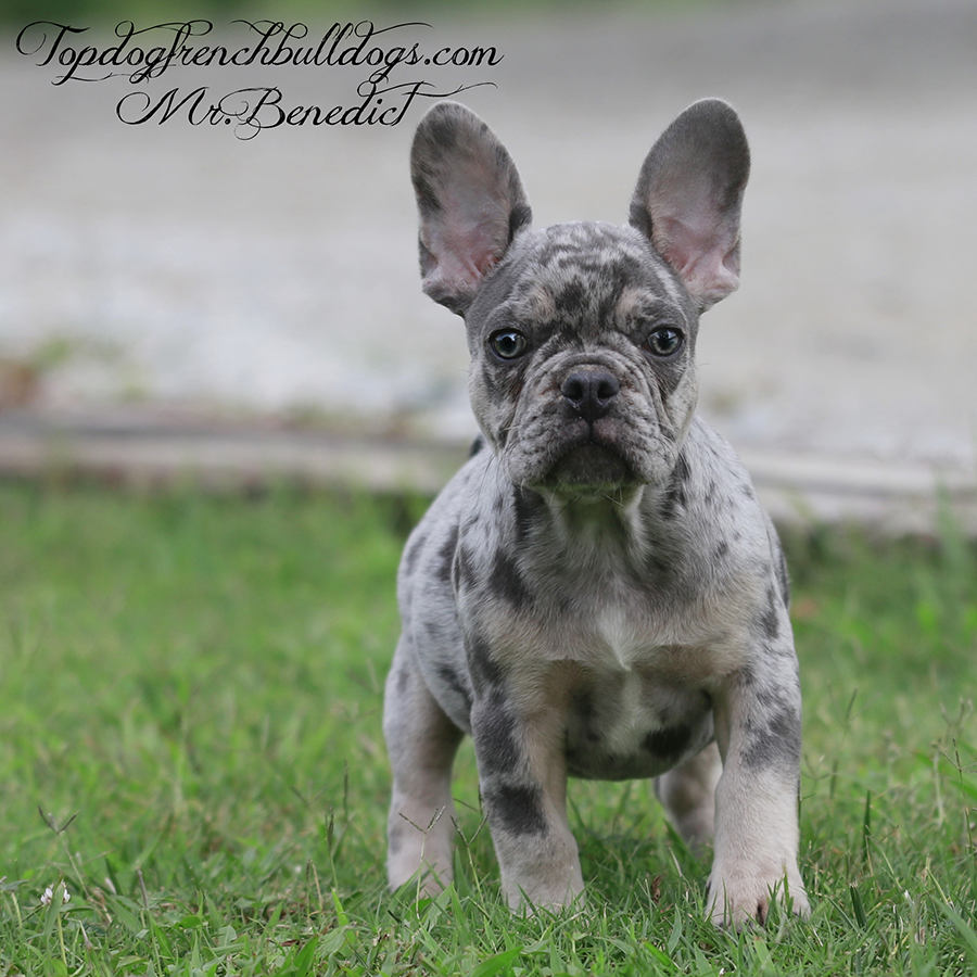 mr benedict is a lilac merle tri micro teachup frenchie for sale in tennessee