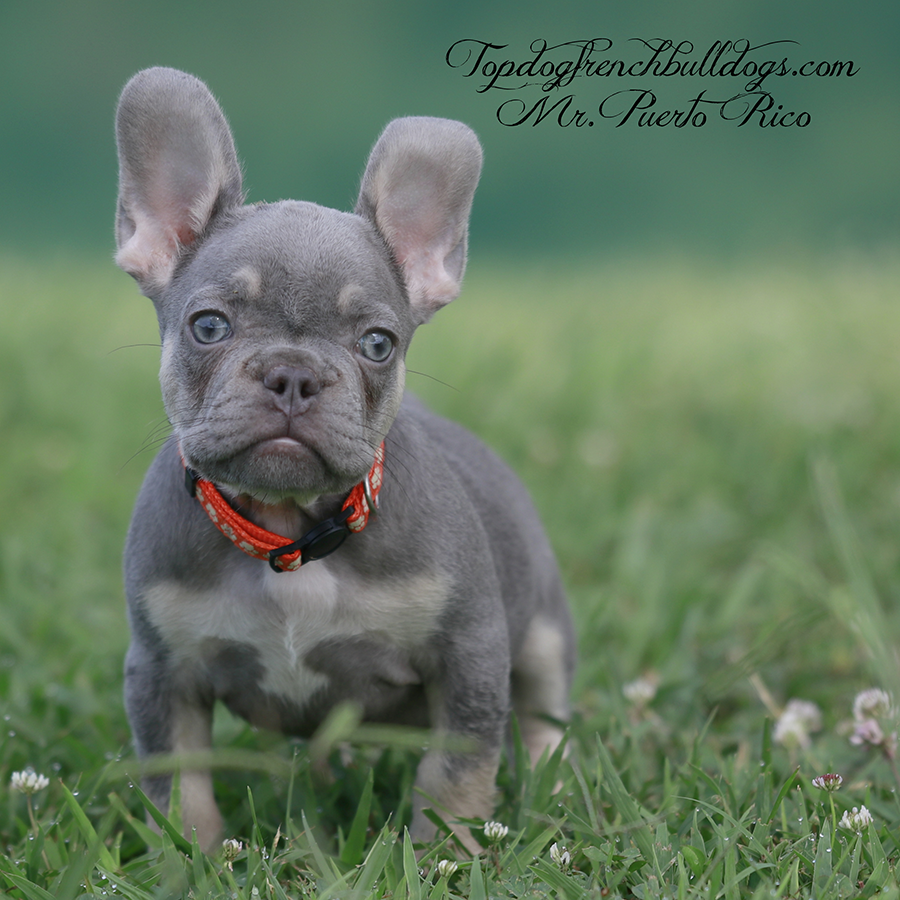 mr puerto rico is a lilac frenchie for sale near me kentucky