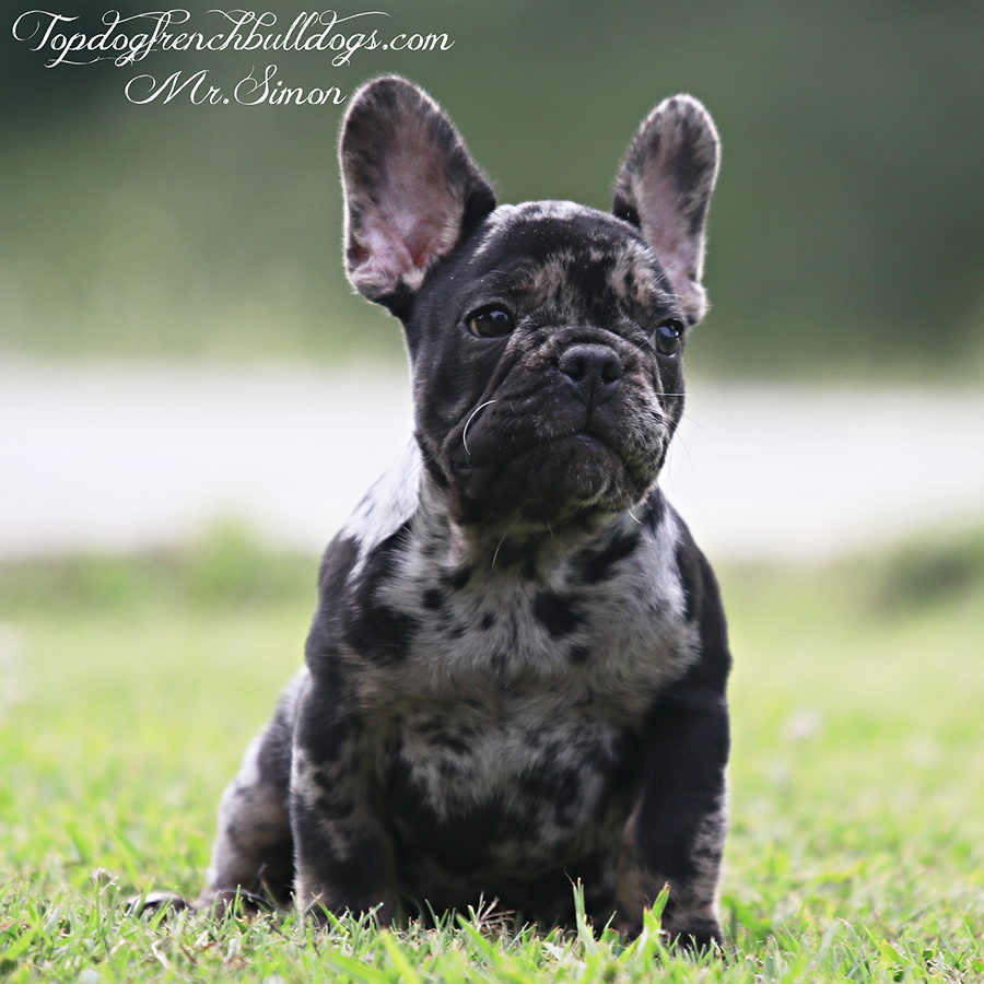 simon black merle tri frenchie for sale near me tennessee