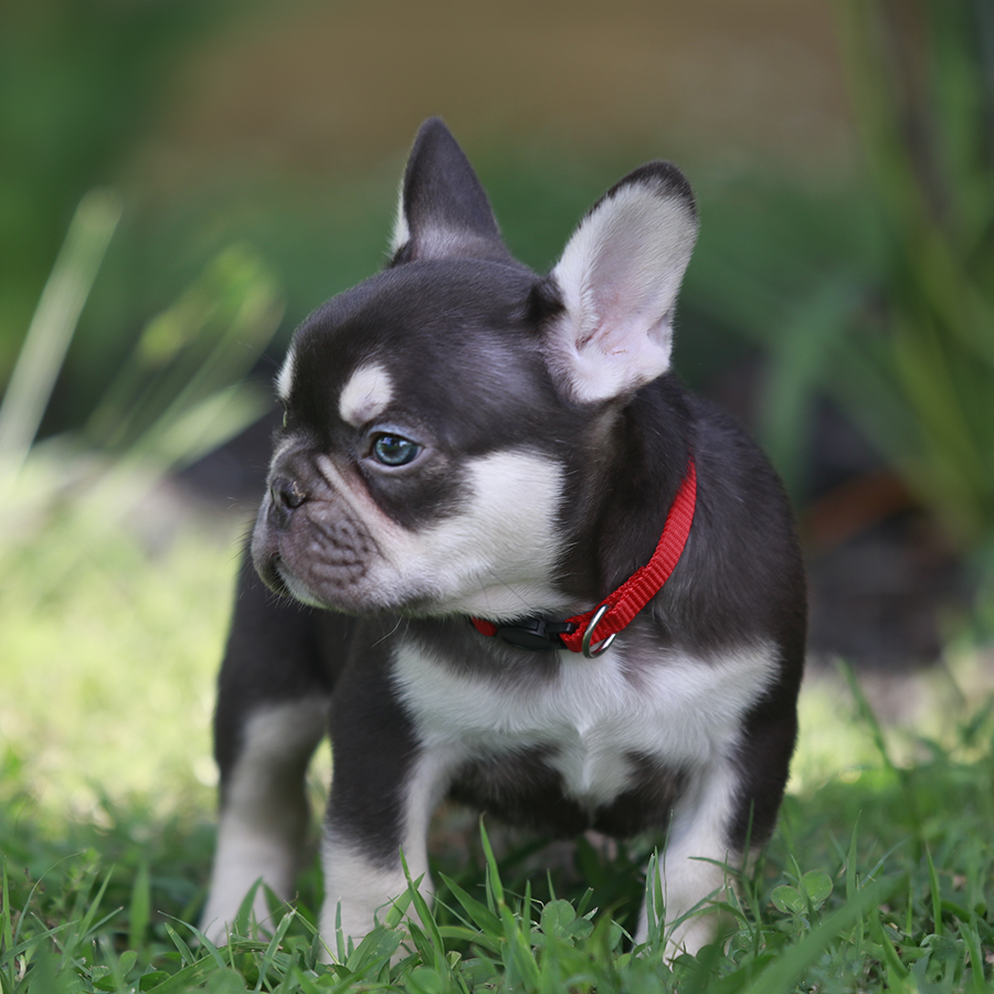 chocolate and tan chocolate tri micro teacup french bulldog for sale