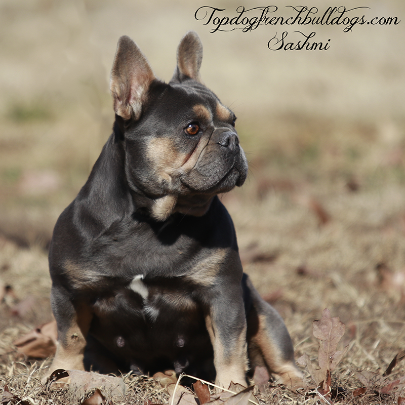 sashmi frenchie blue tri blue and tan french bulldogs Blue and tan French Bulldog named Sashmi from Topdog French Bulldogs sitting outdoors on a grassy field