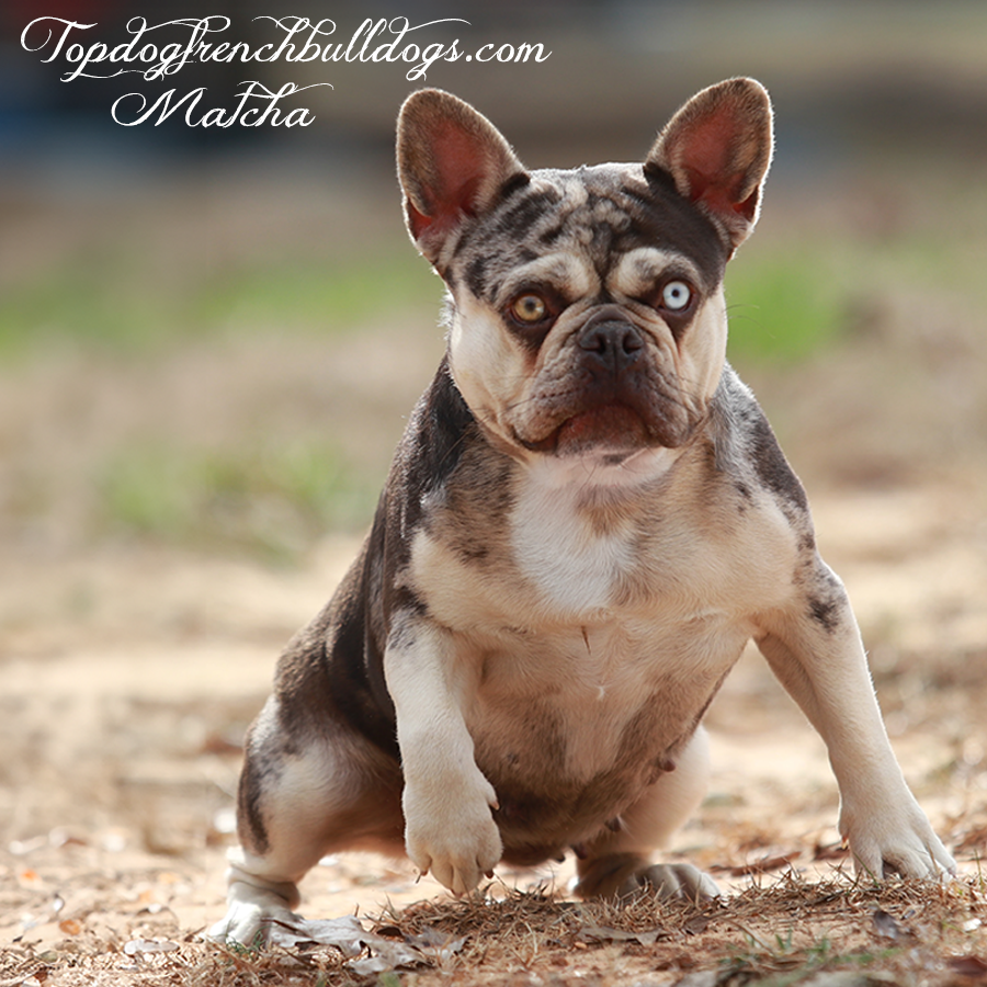 topdog frenchies matcha chocolate tri merle frenchie puppies for sale near me kentucky